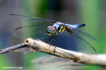 藍額疏脈蜻（雄）Blue Dasher（male）
WetlandPark13Aug06_20028s