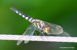 藍額疏脈蜻（雌）Blue Dasher（female）
WetlandPark13Aug06_30030s