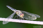 藍額疏脈蜻（雌）Blue Dasher（female）
WetlandPark13Aug06_30040s