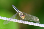 藍額疏脈蜻（雌）Blue Dasher（female）
WetlandPark13Aug06_30041s
