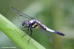 藍額疏脈蜻（雄）
WetlandPark25Aug06_10014