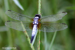 藍額疏脈蜻（雄）
WetlandPark25Aug06_10018