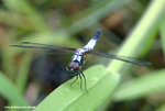 藍額疏脈蜻（雄）
WetlandPark25Aug06_10023