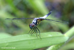 藍額疏脈蜻（雄）
WetlandPark25Aug06_10024