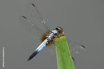 藍額疏脈蜻（雄）
WetlandPark25Aug06_10043