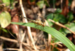 紋藍小蜻（雌）
ChiMaWan22Oct06_20027d