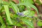 紋藍小蜻（雄）
LongKei16Oc05_20020s