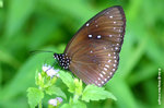 藍點紫斑蝶
ShingMun01Aug05_10047