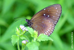 藍點紫斑蝶
ShingMun01Aug05_10051
