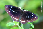 藍點紫斑蝶
ShingMun01Aug05_10054