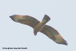 白腹隼鵰 Bonelli's Eagle（未成年）
NamSangWai03Jan05_20032