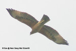 白腹隼鵰 Bonelli's Eagle（未成年）
NamSangWai03Jan05_20034