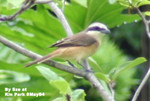 紅尾伯勞@
九龍公園8May04_10029c