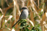 紅尾伯勞Brown Shrike 
PoToi21Feb06_20049s