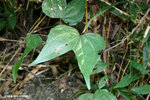 Bauhinia championii (Benth.) Benth.缺葉藤，龍鬚藤（蘇木科）
ChiMaWan22Oct06_10074h