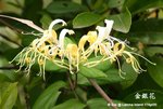 金銀花(Lonicera macrantha DC.)
LammaIsland17Apr05_10028