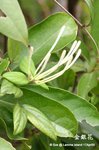 金銀花(Lonicera macrantha DC.)
LammaIsland17Apr05_10033