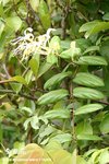 金銀花(Lonicera macrantha DC.)
LammaIsland17Apr05_10039