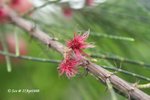 木麻黃（雌花）
27Apr08_0027