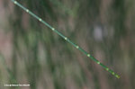 Casuarina equisetifolia L. 木麻黃，牛尾松
WPPlant24Nov06_10042h