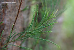 Casuarina equisetifolia L. 木麻黃，牛尾松
WPPlant24Nov06_10045h