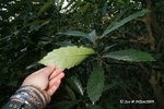 Aucuba chinensis Benth. 桃葉珊瑚
04Jan09_0310h