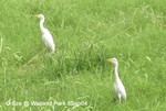 牛背鷺@
濕地公園5SEP040004c