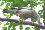 九龍公園29May04_10033m