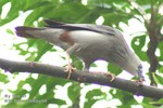 九龍公園29May04_10034m