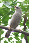 九龍公園29May04_10035