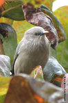 一家六七口的灰頭椋鳥的其中一員
KlnPark26Jan06_10070s