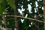 一家三口的灰頭椋鳥家庭
KlnPark26Jan06_20023s