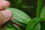 Antirhea chinensis 毛茶（茜草科）
PlantGathering22Apr07_20074