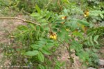 望江南 Cassia occidentalis (蘇木科)
wpPuiO11Feb07_20017h