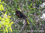 烏鶇幼鳥 Chinese Blackbird juvenile
2023_07_22_0044s
