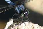 黑尾灰蜻（Common Blue Skimmer）
TsingYiSS08May06_10012c