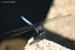 黑尾灰蜻（Common Blue Skimmer）
TsingYiSS08May06_10012s