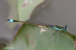 褐斑異痣蟌（雄）（Common Bluetail，Male）MaiPo21Sep06_20004s