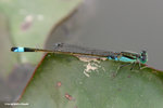 褐斑異痣蟌（雄）（Common Bluetail，Male）
MaiPo21Sep06_20014s