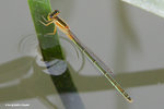 褐斑異痣蟌（雌，橙色型）（Common Bluetail，Female，Orange Form）
MaiPo21Sep06_20051s