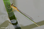 褐斑異痣蟌（雌，橙色型）（Common Bluetail，Female，Orange Form）
MaiPo21Sep06_20054s
