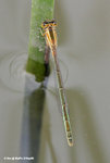 褐斑異痣蟌（雌，橙色型）（Common Bluetail，Female，Orange Form）
MaiPo21Sep06_20056s