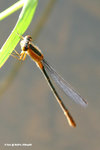 褐斑異痣蟌（雌，橙色型） Common Bluetail（Female，Orange Form）
MaiPo25Sep06_20026s