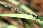 褐斑異痣蟌 Common Bluetail
MaiPo25Sep06_20096s