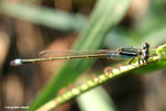 褐斑異痣蟌 Common Bluetail
MaiPo25Sep06_30020s