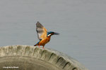 普通翠鳥（雄）Common Kingfisher（Male）
MaiPo25Sep06_10036s