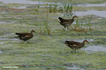 黑水雞幼鳥
MaiPo21Sep06_20075s