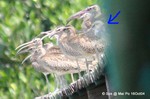 紅腳鷸
Mai Po 16OCT04_0022b