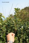 狗骨柴，三萼木（茜草科）
21Oct07_0302
