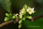狗骨柴,三萼木 Diplospora dubia (Lindl.) Masam. (茜草科)
PlantGathering22Apr07_20056